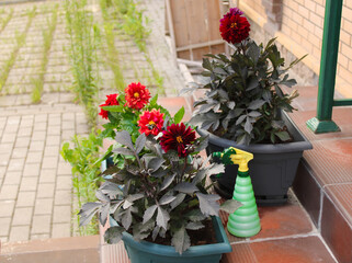 Dahlias flowers in pots are on the doorstep of the house. Lifestyle. The element of design. The...