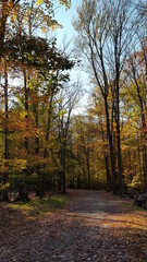 Obraz premium autumn in the park