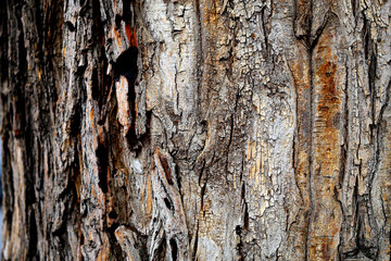 Macro photo of a magnificent tree bark