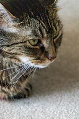 Cat head shot close up