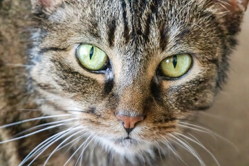 Cat head shot close up