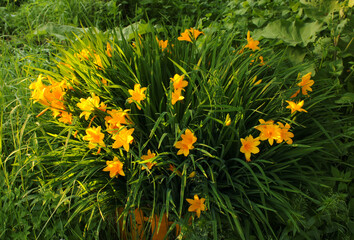 Bright flower bed with a yellow daylily in a country house.