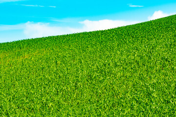 purple lavender and lavender flowers on the green plain on a beautiful summer day