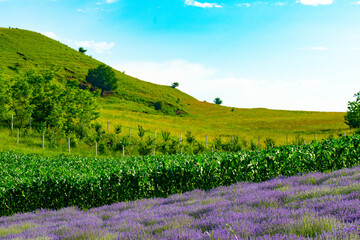 purple lavender and lavender flowers on the green plain on a beautiful summer day