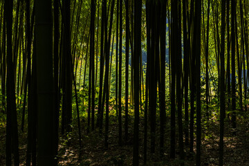 Obraz premium Beautiful deep bamboo tree forest