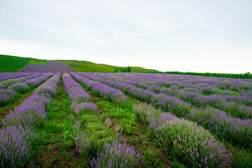 purple lavender and lavender flowers on the green plain on a beautiful summer day