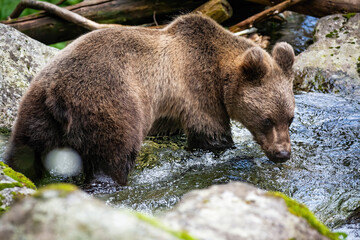Fototapeta premium Vital Brown bear, Ursus arctos, standing in river and drinking during the summer. Wild animal looking at water from back side. Undisturbed mammal staring at liquid with wet fur.