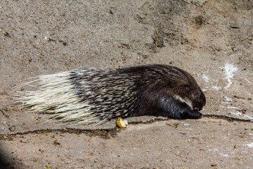 Porcupine in the zoo at sunny day
