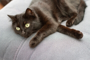 Sad cat resting on the sofa. Black domestic cat