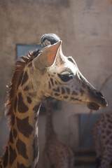 Baby giraffe at the zoo in the sun