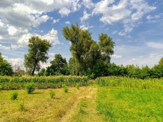 Fototapeta na wymiar Summer landscape, field of sunflowers and blue sky