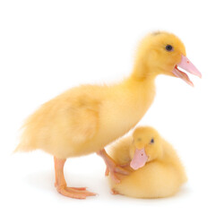 Little cute duckling.