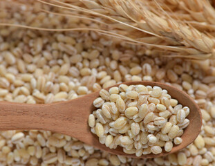 White sorghum isolated on background.