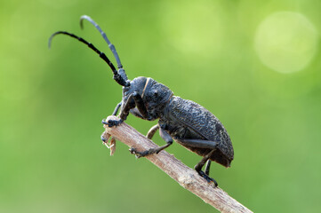 large beetle with a large mustache on a twig