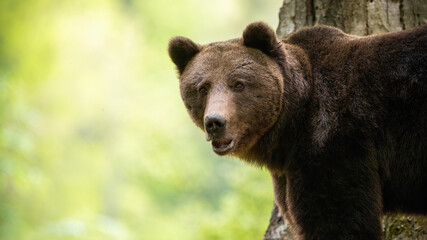 Fototapeta na wymiar Alert brown bear, ursus arctos, looking to the camera in forest. Wild mammal with brown fur standing in woodland in summer. Big animal watching from close up.