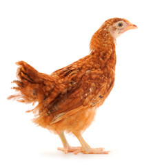 Brown hen isolated.