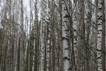 spring birch forest in Russia