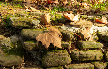 dry yellowed maple leaves lie on the rocks. ground is covered with green moss.