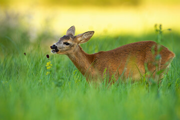 Roe deer doe, capreolus capreolus, feeding on meadow in summertime nature. Animal female chewing on grassland in summer. Wild mammal standing on field.