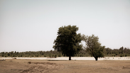 
Two trees at the crossroads of rural roads in the village of Korshevitoe, Astrakhan region. Russia