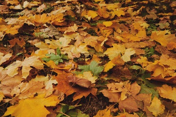 A lot of yellow leaves on the ground. Autumn in the forest. Beautiful autumn background. View from the bottom. Large size image.