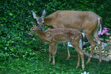 Breakfast in the morning sun.