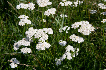 achillea millefolium krwawnik pospolity łąka polana rośliny lecznicze herb plants meadow summer green flower © Kima