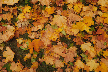 A lot of yellow leaves on the ground. Autumn in the forest. Beautiful autumn background. View from above. Large size image.