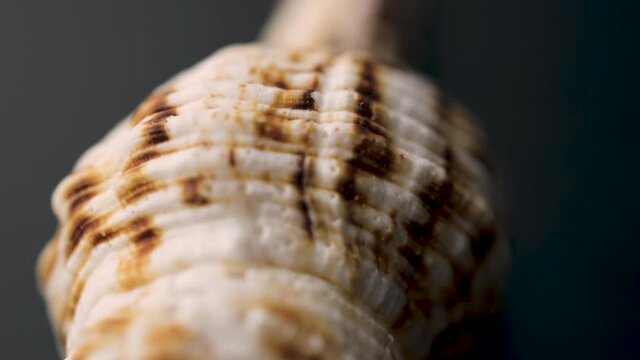 shells of sea molluscs spinning on a dark surface