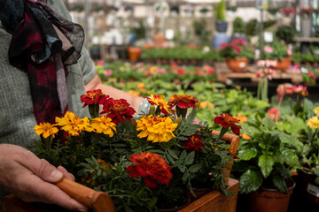 Close up view of senior woman's hands while enjoying shopping in the nursery. She holds in the hands a basket full of flowering plants