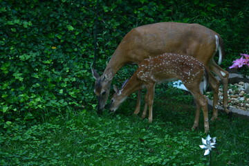 Breakfast in the morning sun.