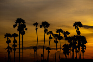 Silhouette Palm Tree At Sunset