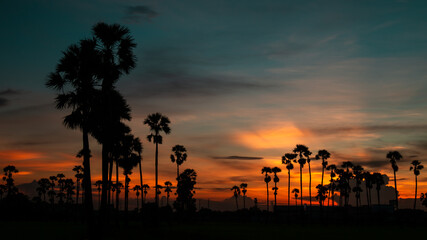 Silhouette Palm Tree At Sunset