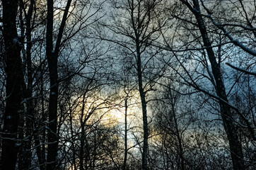 Fototapeta premium naked trees in the snow in the forest, Moscow