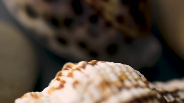 shells of sea molluscs spinning on a dark surface