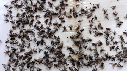 Swarm of flies was traped.
