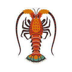 Fototapeta premium Spiny lobster, langouste or lobster or with long antennae and without claws.