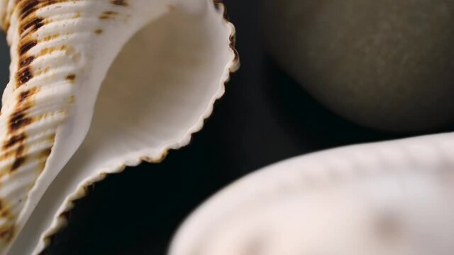 shells of sea molluscs spinning on a dark surface