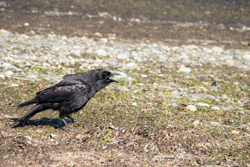 Crow on the beach