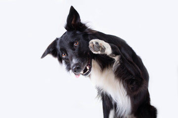 Close up portrait of a adorable purebred Border Collie dog looking aside raising up one of his front paws isolated over grey wall background with copy space. Funny puppy showing tongue, mouth open. - 367792672