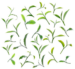 Green tea leaf isolated on white background