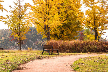 Beautiful leave and tree in a park,yellow,orange, green, red colors and autumn landscape.