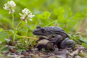 a large frog in the grass on a summer day