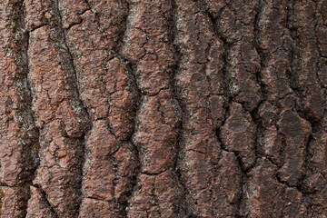 rough texture of tree bark close up