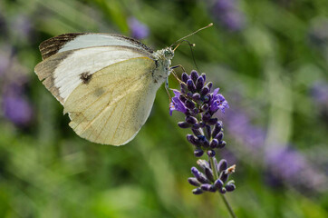 farfalla e lavanda