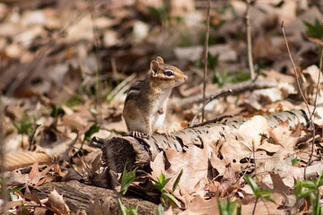 Naklejka na ściany i meble Colour wildlife photograph of a chipmunk scurrying along the forest floor on a clear summer day Lemoine Point Conservation Area in Kingston, Ontario Canada.