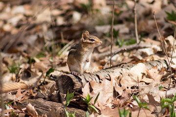 Colour wildlife photograph of a chipmunk scurrying along the forest floor on a clear summer day Lemoine Point Conservation Area in Kingston, Ontario Canada.