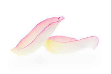 roses isolated on white background