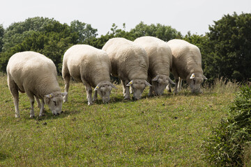 Norddeutsche Schafe auf der Salzwiese