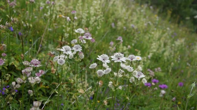Flowers of Astrantia major swinging in the wind in French Alps